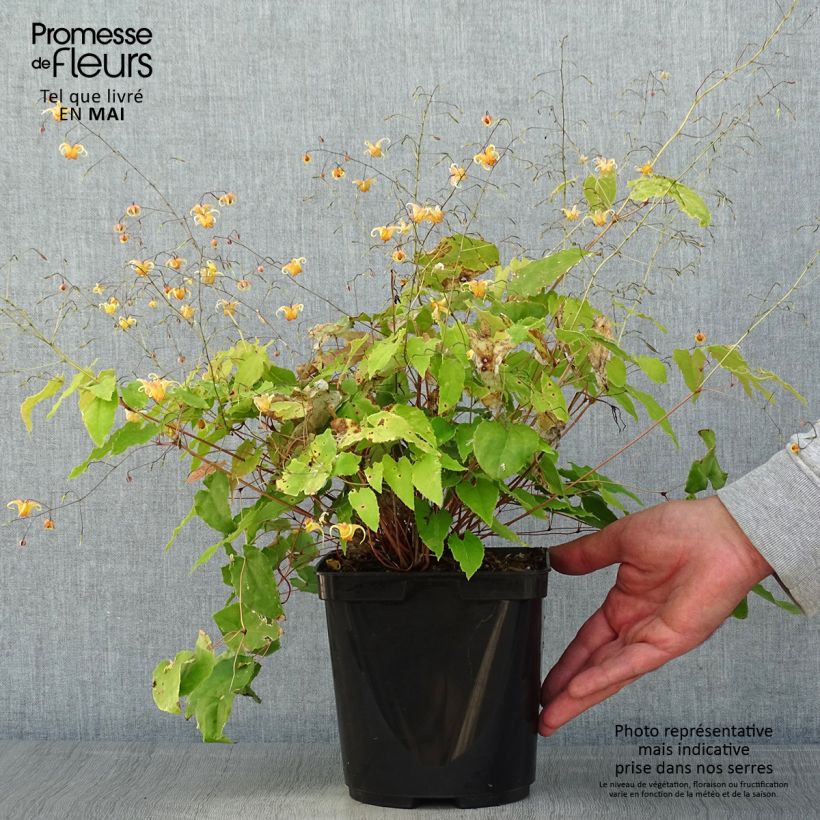 Exemplar von Epimedium Amber Queen - Elfenblume Topf mit 3L/4L wie im Frühjahr geliefert