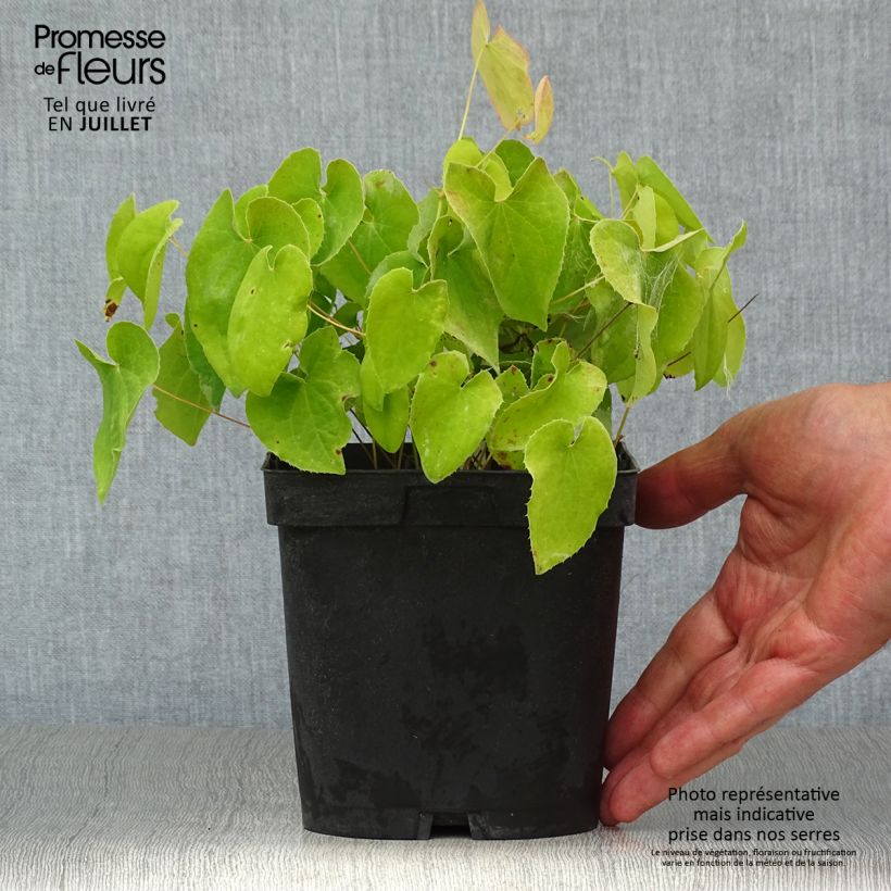 Exemplar von Epimedium pubigerum Orangekönigin - Flaumige Elfenblume Topf mit 2L/3L wie im Sommer geliefert