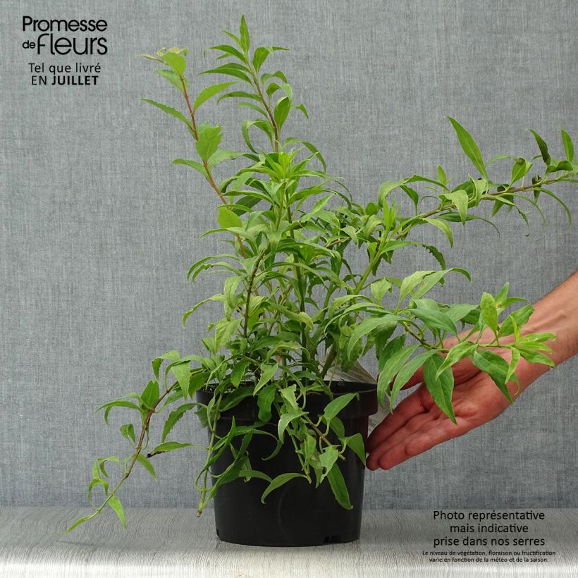 Exemplar von Goldglöckchen Marée d'Or - Forsythie Topf mit 3L/4L wie im Sommer geliefert