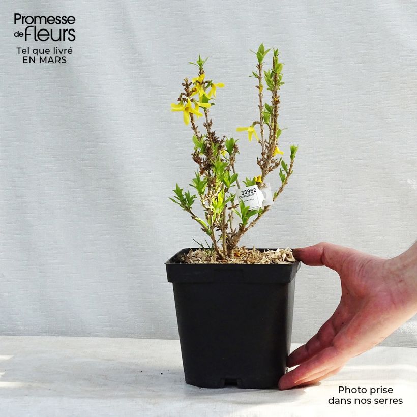 Exemplar von Goldglöckchen Nimbus - Forsythie Topf mit 2L/3L wie im Winter geliefert