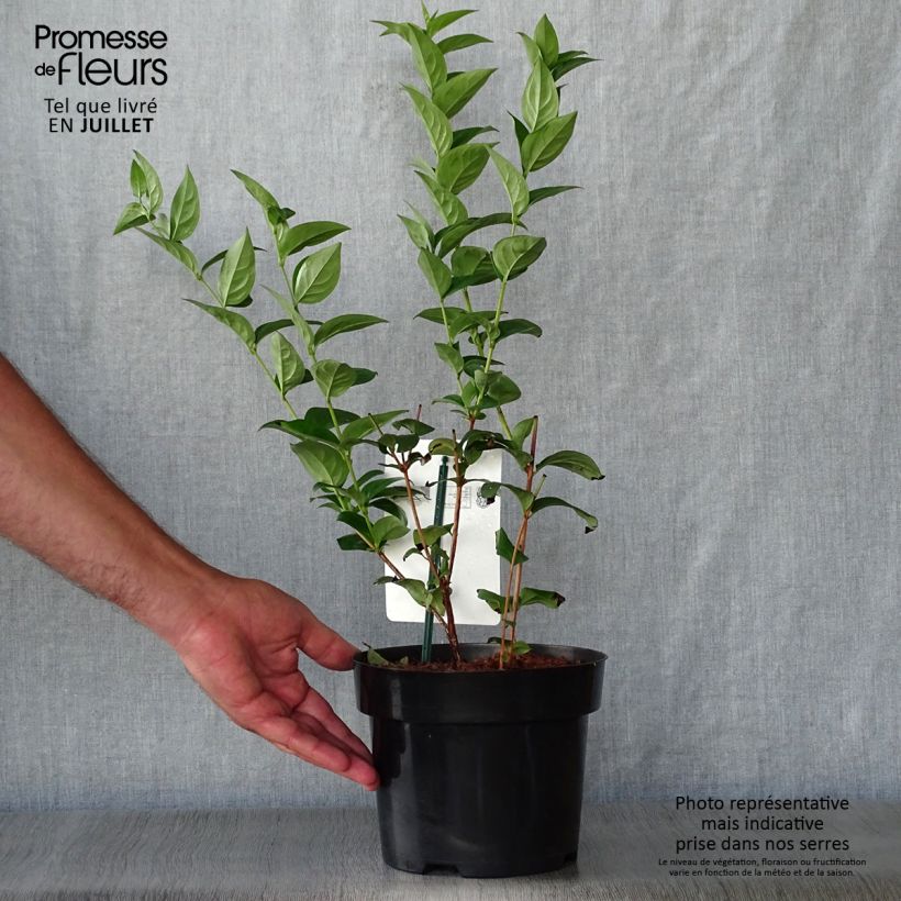 Exemplar von Abeliophyllum distichum - Schneeforsythie Topf mit 2L/3L wie im Sommer geliefert