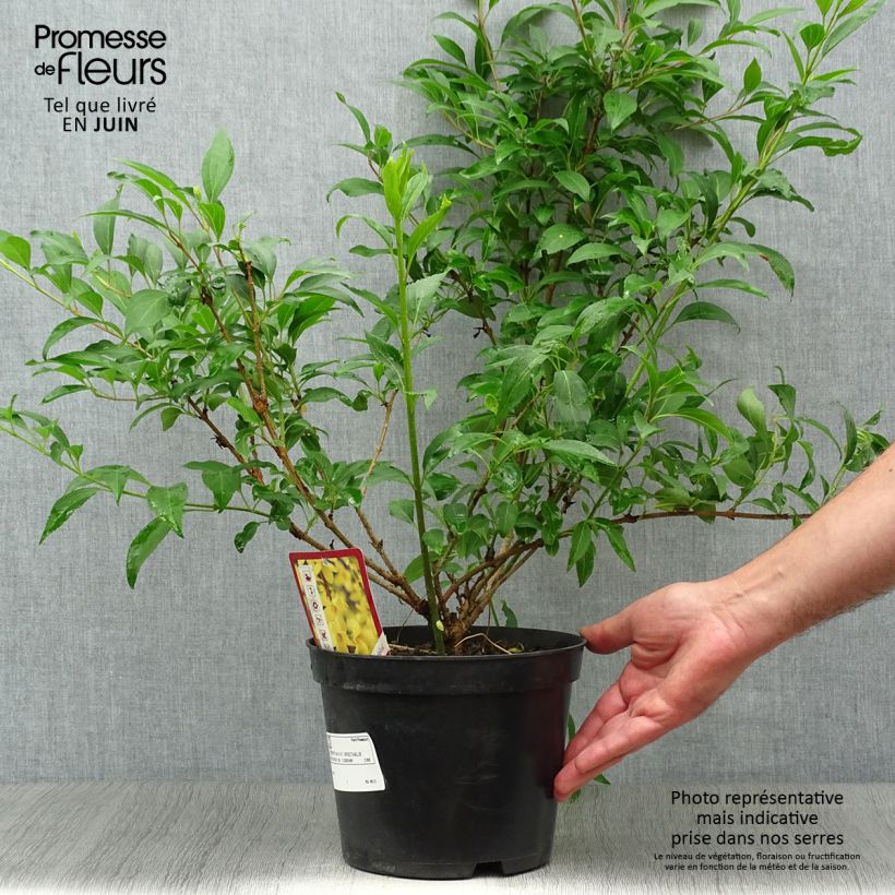 Exemplar von Goldglöckchen Spectabilis - Forsythie Topf mit 2L/3L wie im Sommer geliefert