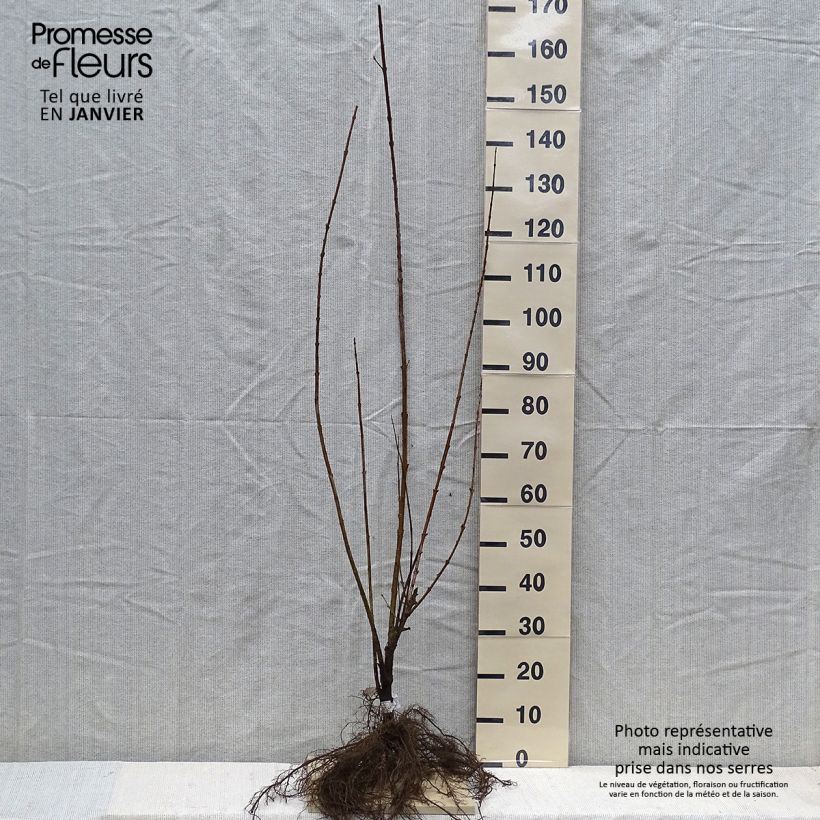 Exemplar von Goldglöckchen Spectabilis - Forsythie Wurzelnackt wie im Winter geliefert