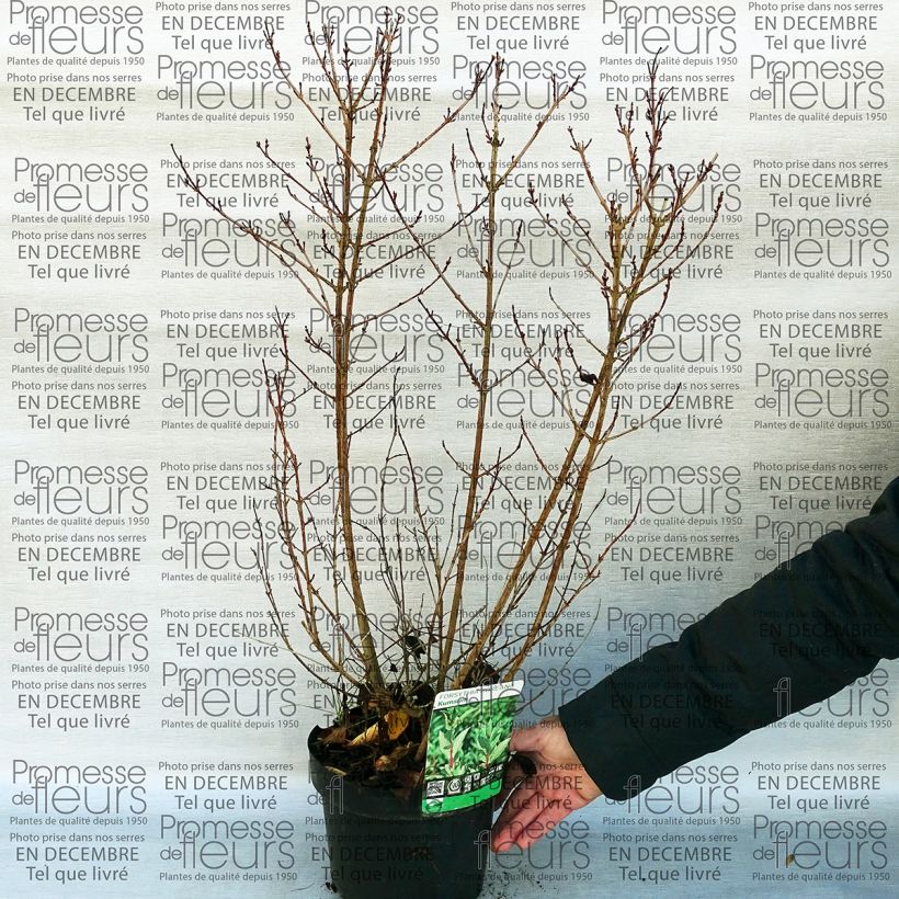 Beispiel eines Exemplars von Goldglöckchen Kumsun - Forsythia koreana Topf mit 3L/4L wie geliefert
