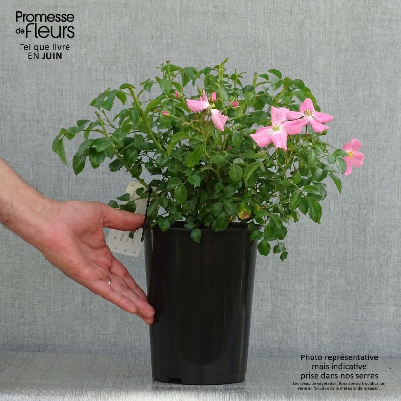 Exemplar von Rosa Rigo Rosen Fortuna - Moderne Hybrid-Rose Topf mit 2L/3L wie im Sommer geliefert