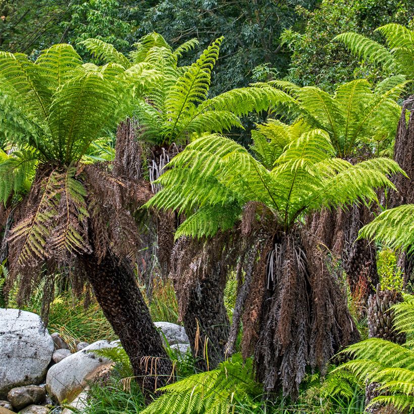 Dicksonia antarctica - Australischer Baumfarn (Hafen)
