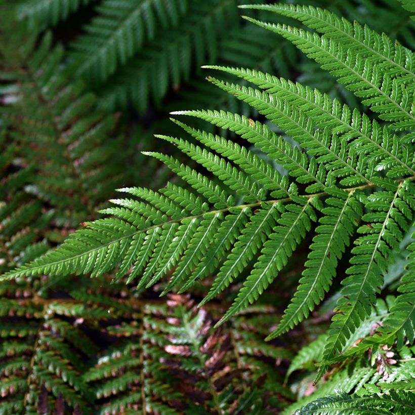 Dicksonia fibrosa - Goldener Baumfarn (Laub)