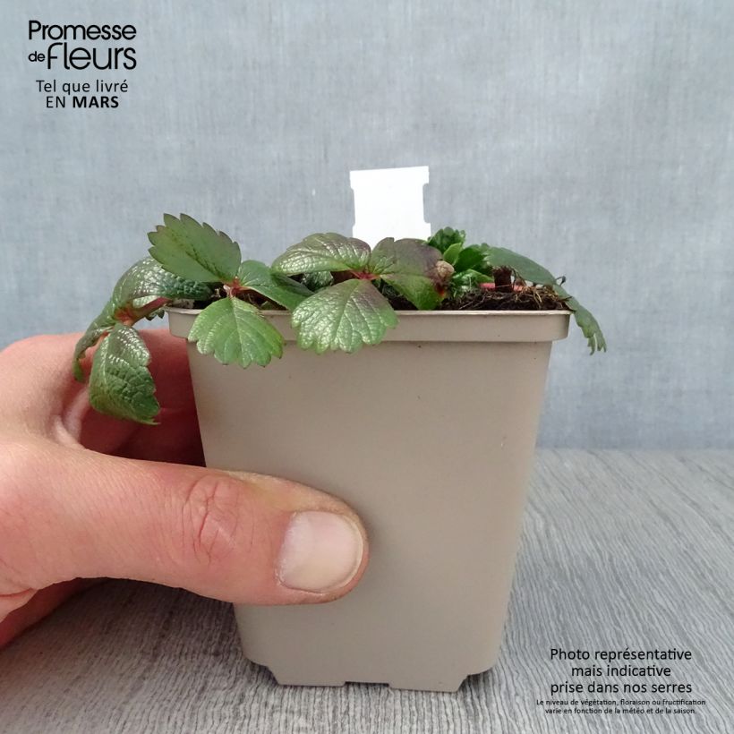 Exemplar von Fragaria chiloensis - Chile-Erdbeere Kleine Töpfe von 8/9 cm wie im Frühjahr geliefert