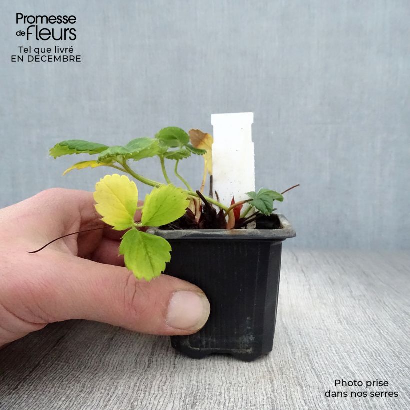Exemplar von Erdbeere Gento Kleine Töpfe von 7/8 cm wie im Winter geliefert