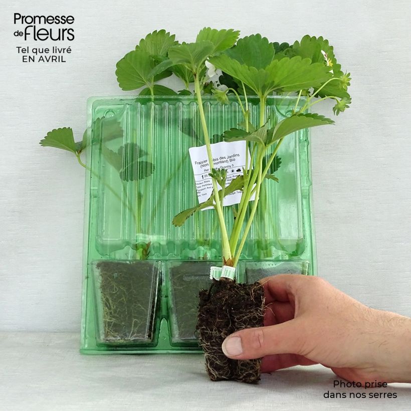 Exemplar von Erdbeere Rubis des Jardins Bio Plug 5 cm x 7 cm wie im Frühjahr geliefert