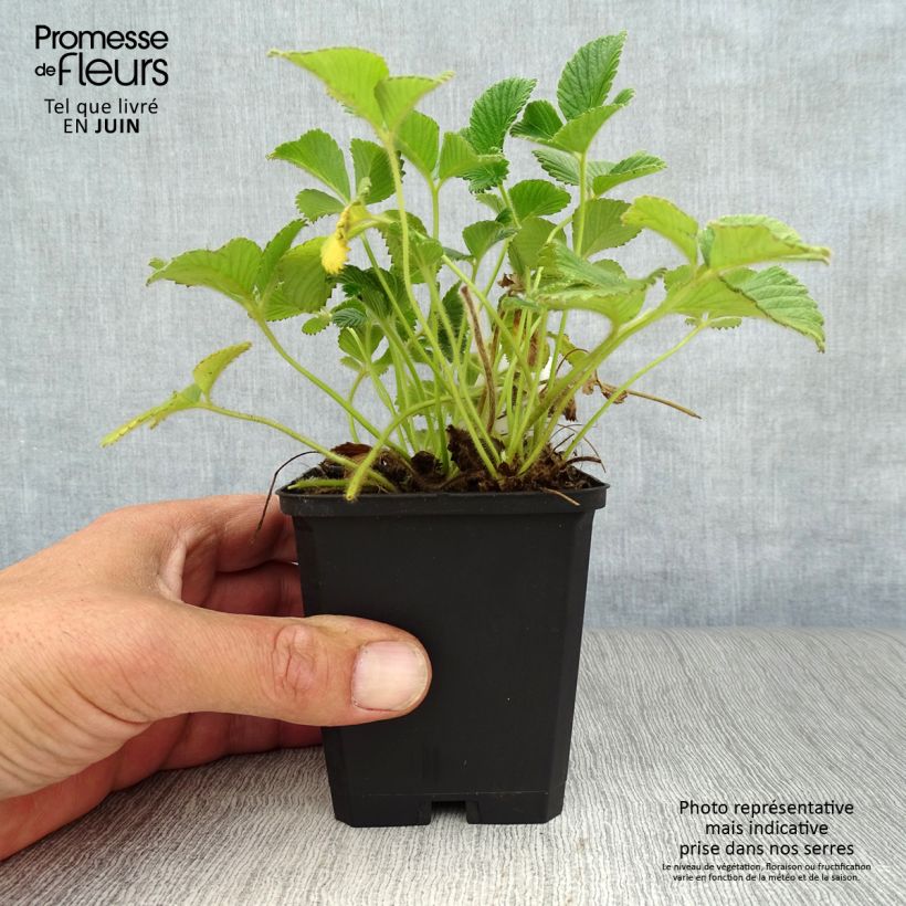 Exemplar von Fragaria nubicola Mont Omei - Himalaya-Erdbeere Kleine Töpfe von 8/9 cm wie im Sommer geliefert