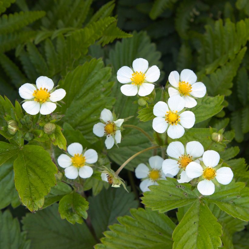Wald-Erdbeere (Blüte)