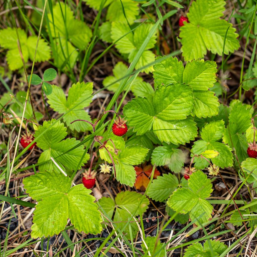 Wald-Erdbeere (Hafen)