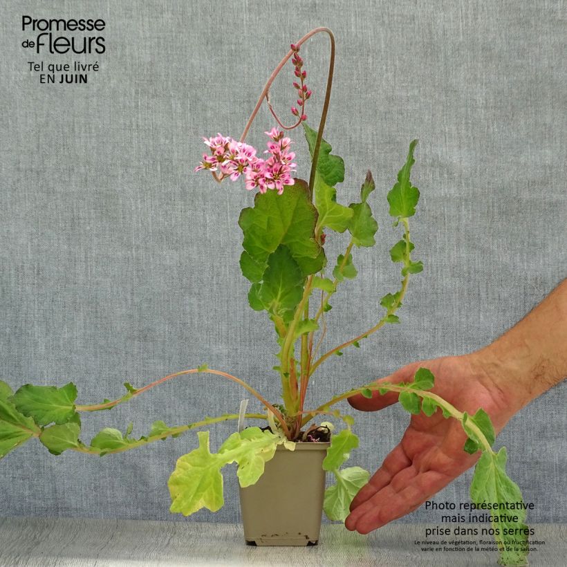 Exemplar von Francoa sonchifolia - Brautkranz Kleine Töpfe von 8/9 cm wie im Sommer geliefert