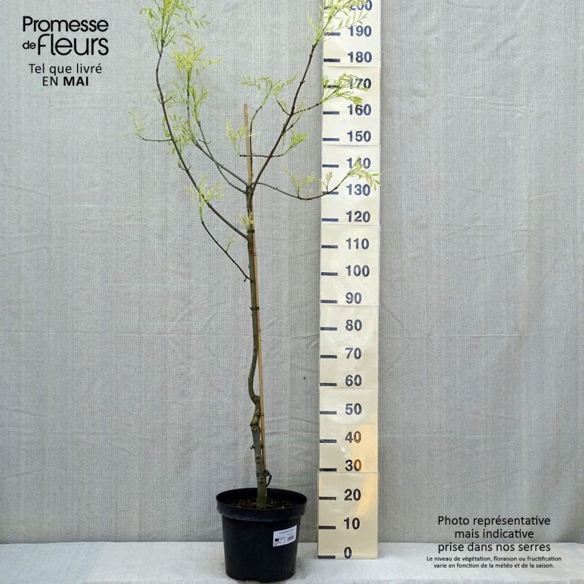 Exemplar von Schmalblättrige Esche Variegata - Fraxinus angustifolia Topf mit 12L/15L wie im Frühjahr geliefert
