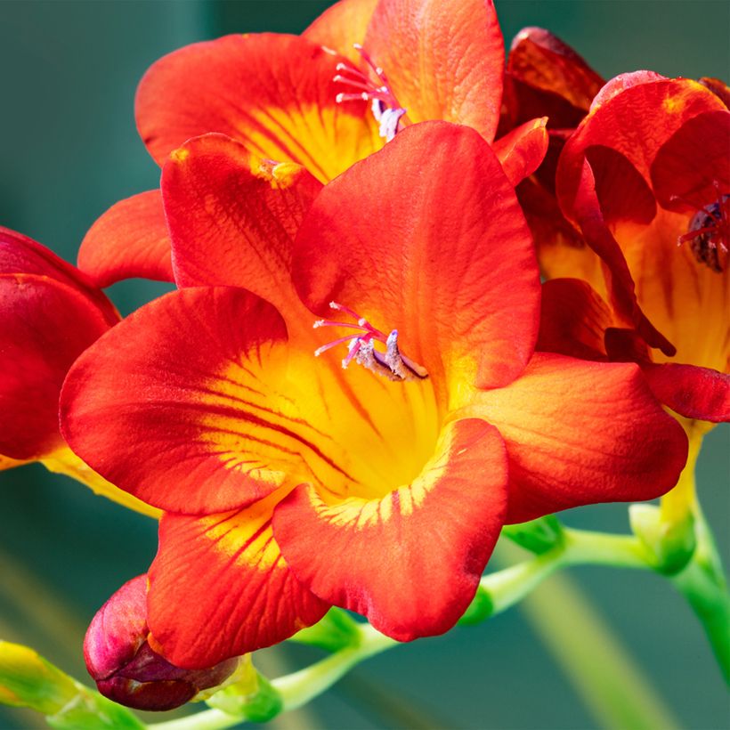 Freesia Simple Red (Blüte)