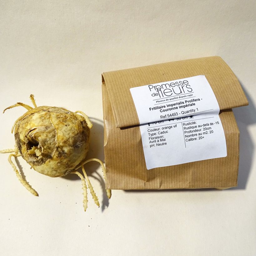 Beispiel eines Exemplars von Kaiserkrone Prolifera - Fritillaria imperialis Zwiebel Kaliber/Größe 20+ wie geliefert