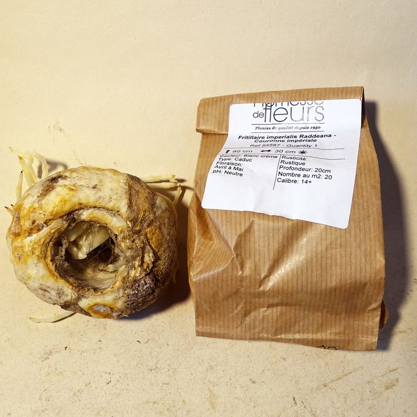 Beispiel eines Exemplars von Fritillaria raddeana - Zwerg-Kaiserkrone Zwiebel Kaliber/Größe 14+ wie geliefert
