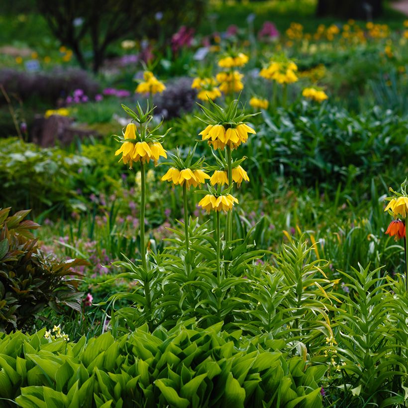 Kaiserkrone Lutea - Fritillaria imperialis (Hafen)