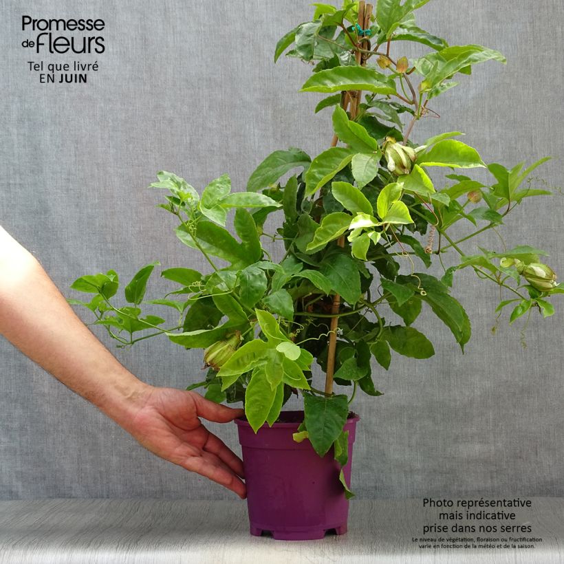 Exemplar von Maracuja - Passiflora edulis Topf mit 1,5L/2L wie im Sommer geliefert