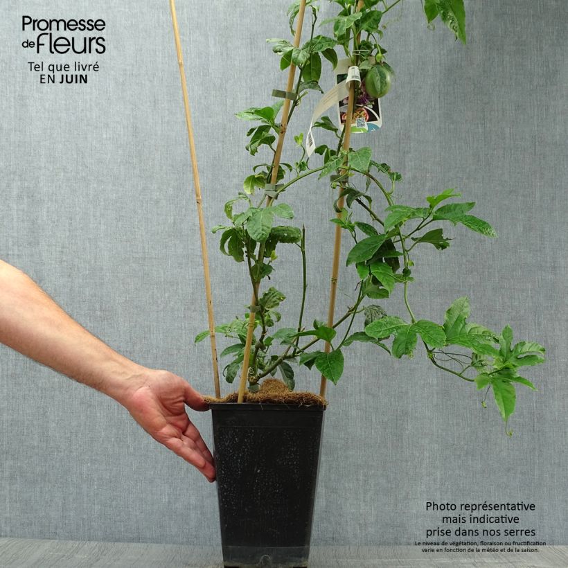 Exemplar von Maracuja - Passiflora edulis Topf mit 4L/5L wie im Sommer geliefert