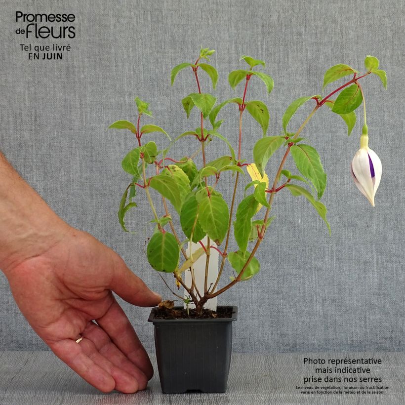 Exemplar von Fuchsia Deep Purple - Godet de 8/9 cm wie im Frühjahr geliefert
