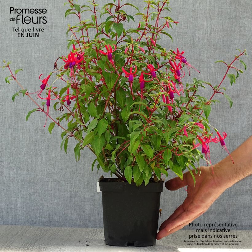 Exemplar von Fuchsia magellanica Genii - Scharlach-Fuchsie Topf mit 2L/3L wie im Sommer geliefert