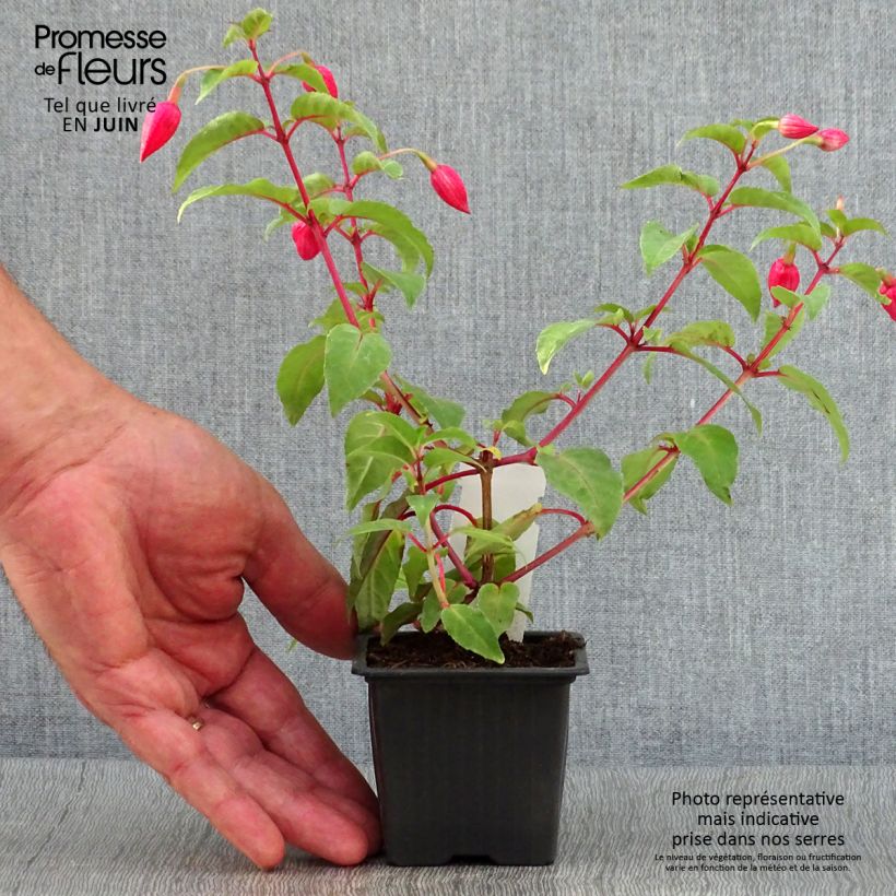 Exemplar von Fuchsia R.A.F Kleine Töpfe von 8/9 cm wie im Sommer geliefert