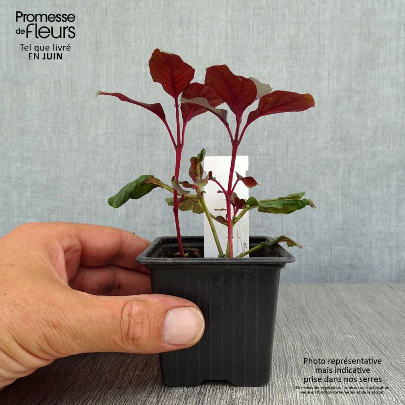Exemplar von Fuchsia Ting a Ling - Godet de 8/9 cm wie im Sommer geliefert