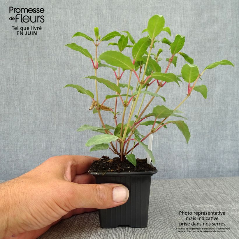 Exemplar von Fuchsia Winston Churchill Kleine Töpfe von 8/9 cm wie im Sommer geliefert
