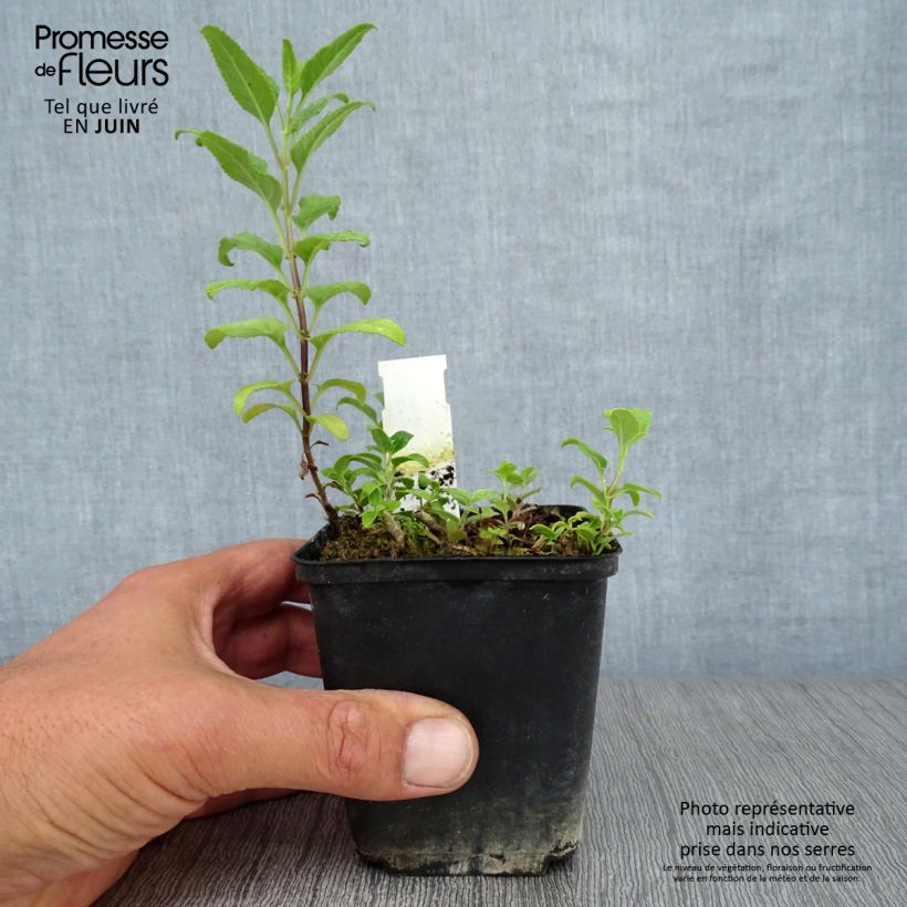 Exemplar von Kapfuchsie African Queen - Phygelius rectus Kleine Töpfe von 8/9 cm wie im Sommer geliefert