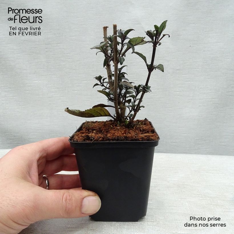 Exemplar von Kapfuchsie Blacher - Phygelius rectus Kleine Töpfe von 8/9 cm wie im Winter geliefert