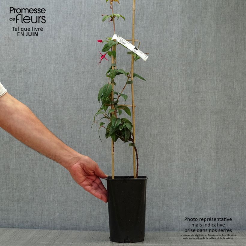 Exemplar von Fuchsia Lady Boothby Topf mit 3L/4L wie im Sommer geliefert
