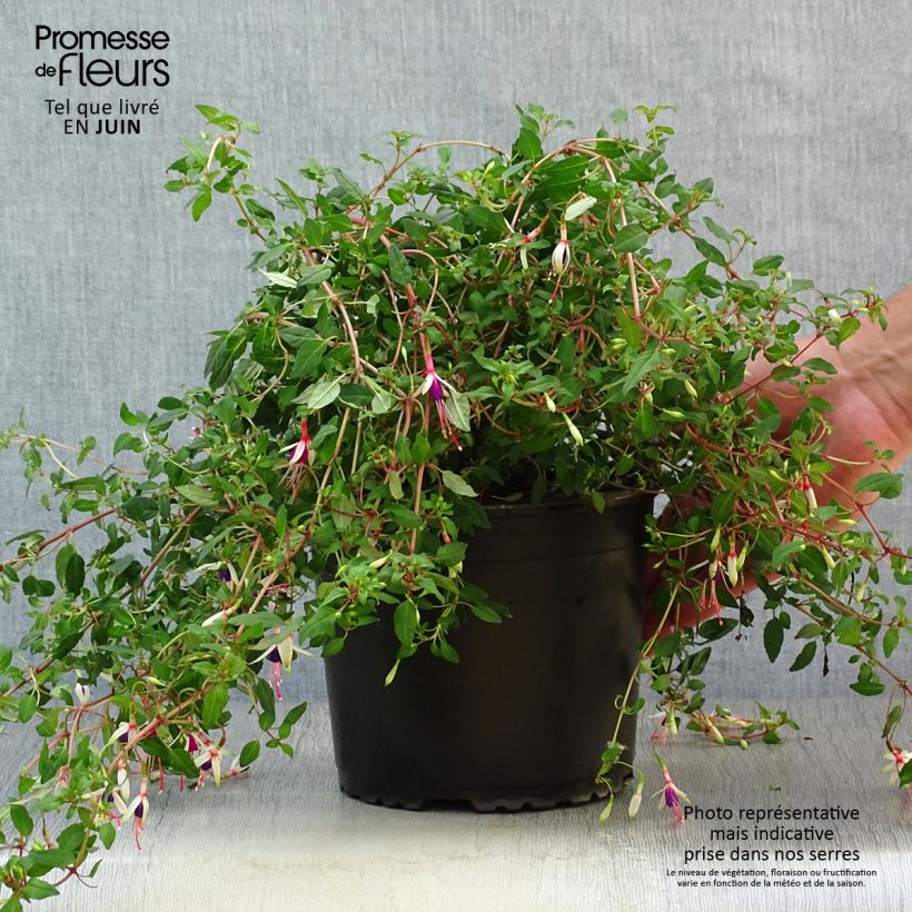 Exemplar von Fuchsia magellanica Arauco - Scharlach-Fuchsie Topf mit 1,5L/2L wie im Sommer geliefert