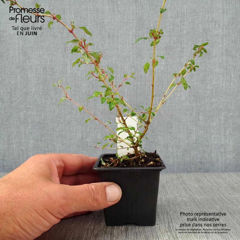 Exemplar von Fuchsia magellanica Arauco - Scharlach-Fuchsie Kleine Töpfe von 8/9 cm wie im Sommer geliefert
