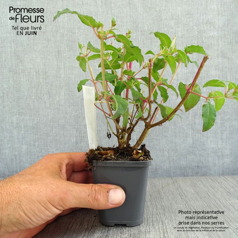 Exemplar von Fuchsia magellanica Riccartonii - Scharlach-Fuchsie Kleine Töpfe von 8/9 cm wie im Sommer geliefert
