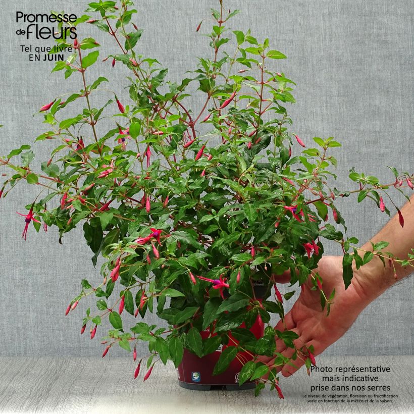 Exemplar von Fuchsia magellanica Riccartonii - Scharlach-Fuchsie Topf mit 2L/3L wie im Sommer geliefert
