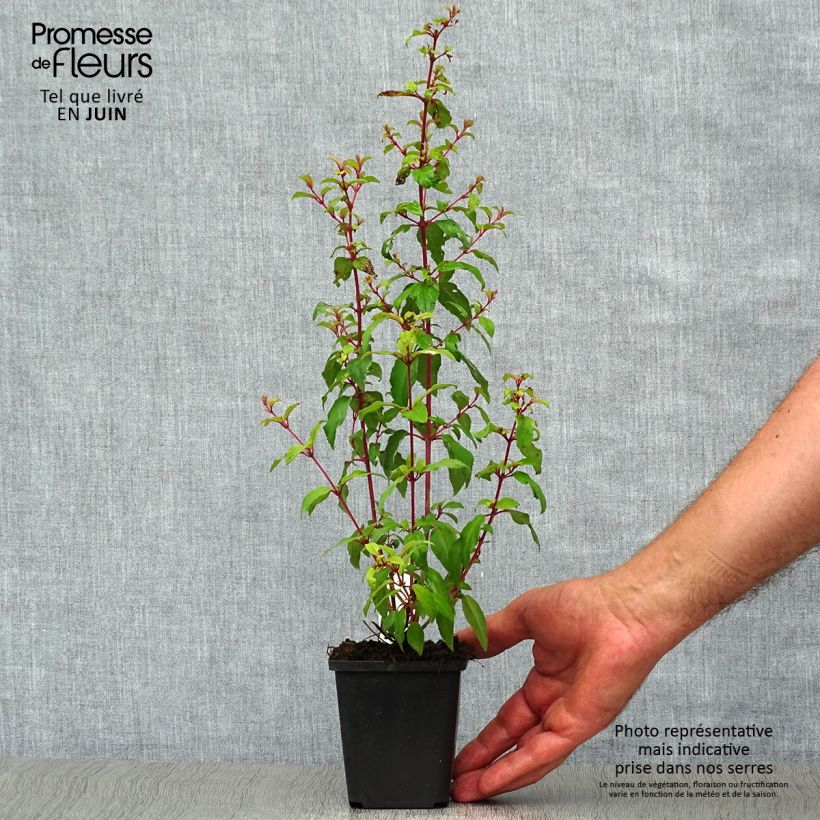 Exemplar von Fuchsia magellanica var. gracilis Aurea - Scharlach-Fuchsie Kleine Töpfe von 7/8 cm wie im Sommer geliefert