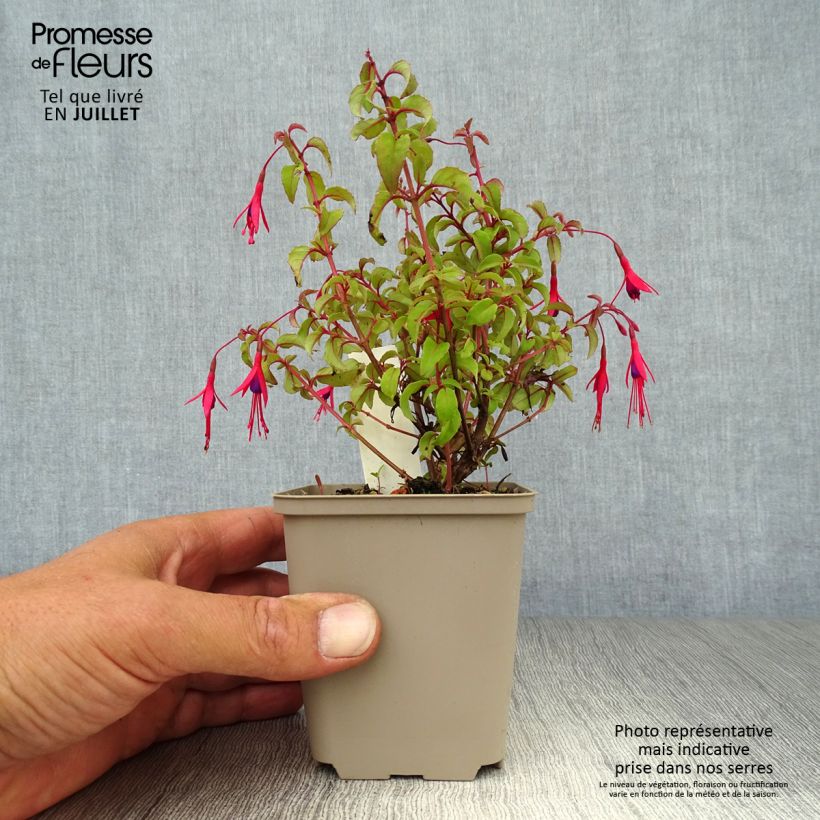 Exemplar von Fuchsia magellanica var. gracilis - Scharlach-Fuchsie Kleine Töpfe von 8/9 cm wie im Sommer geliefert