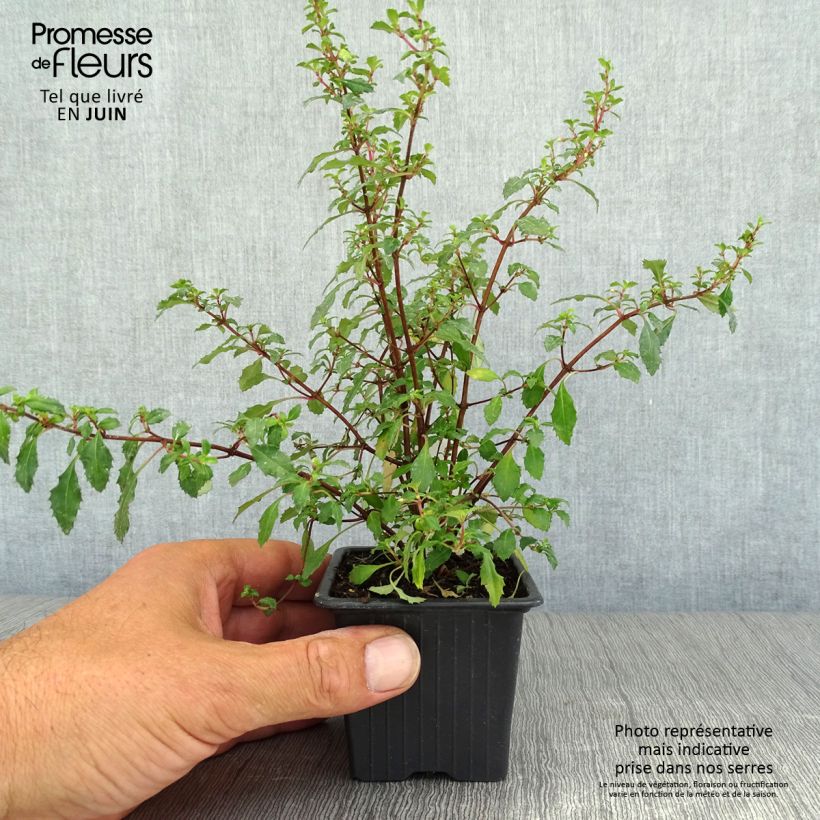 Exemplar von Fuchsia minutiflora Kleine Töpfe von 8/9 cm wie im Sommer geliefert