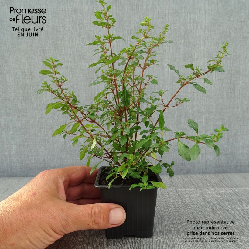 Exemplar von Fuchsia minutiflora - Godet de 8/9 cm wie im Frühjahr geliefert
