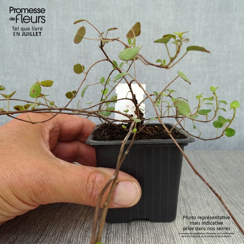 Exemplar von Fuchsia procumbens Kleine Töpfe von 8/9 cm wie im Sommer geliefert