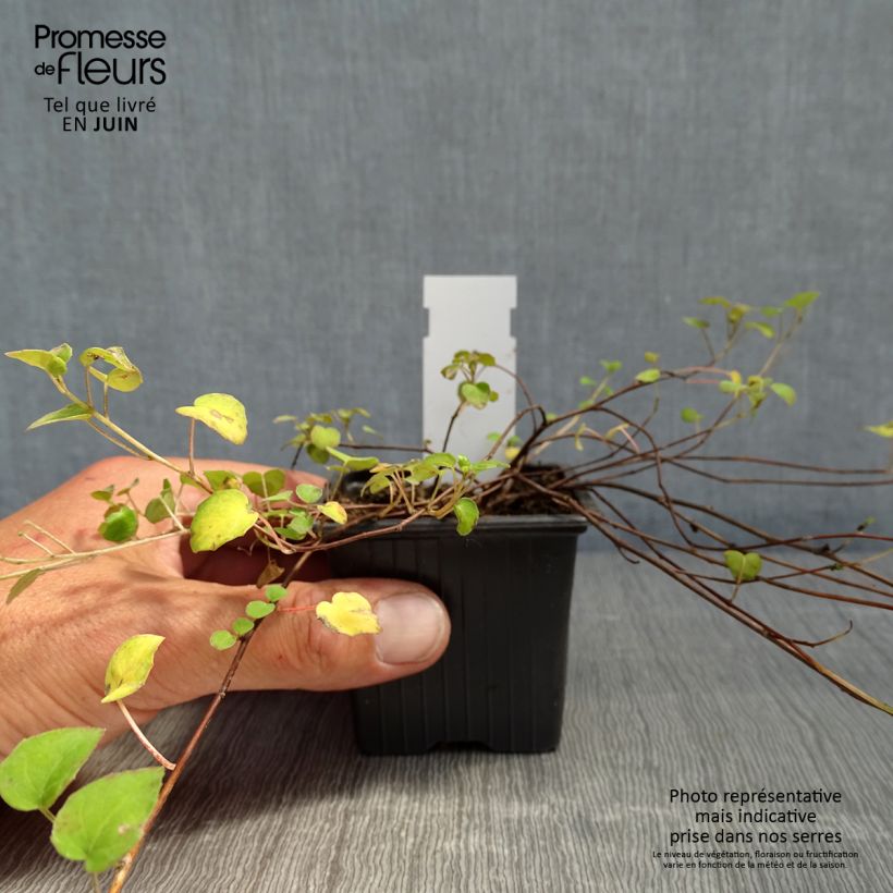 Exemplar von Fuchsia procumbens - Godet de 8/9 cm wie im Frühjahr geliefert