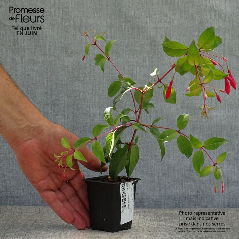 Exemplar von Fuchsia regia Reitzii Kleine Töpfe von 7/8 cm wie im Sommer geliefert