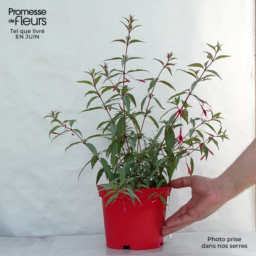 Exemplar von Fuchsia regia Reitzii Topf mit 2L/3L wie im Sommer geliefert
