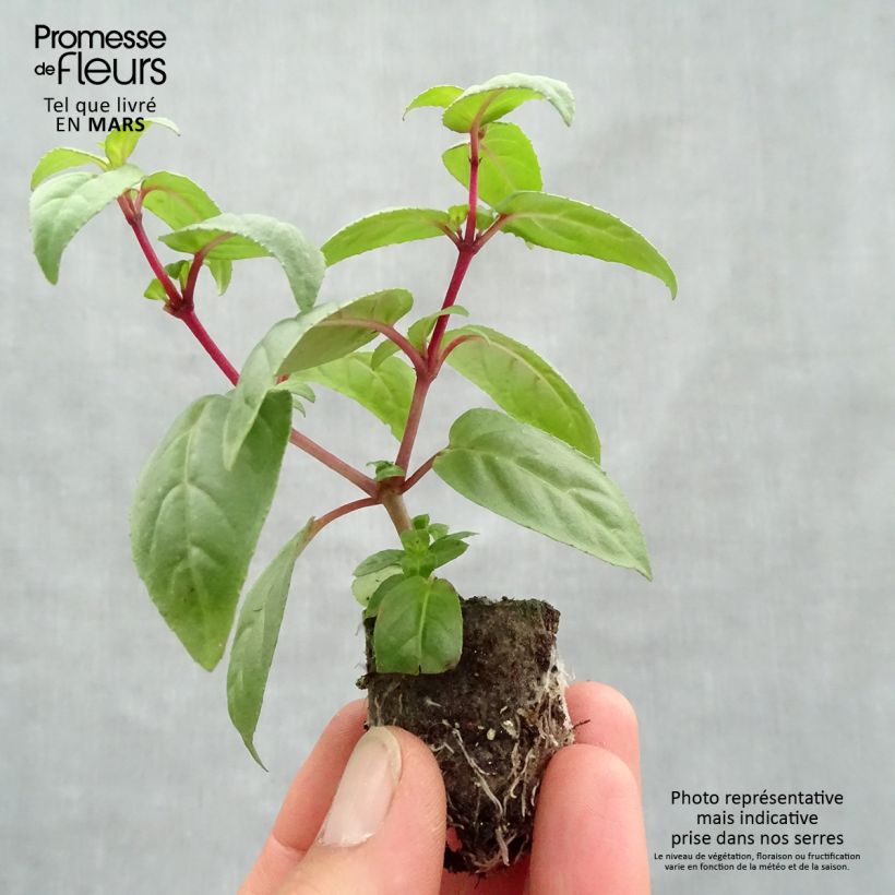 Exemplar von Fuchsia Rohees New Millenium Mini-Plug Ø 3/4 cm wie im Frühjahr geliefert