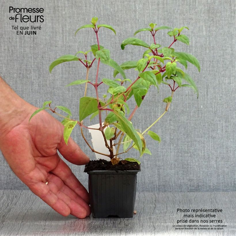 Exemplar von Fuchsia Rohees New Millenium Kleine Töpfe von 8/9 cm wie im Sommer geliefert
