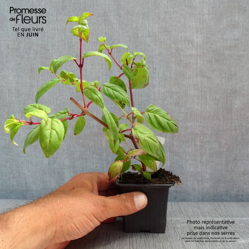 Exemplar von Fuchsia Rohees New Millenium Kleine Töpfe von 8/9 cm wie im Frühjahr geliefert