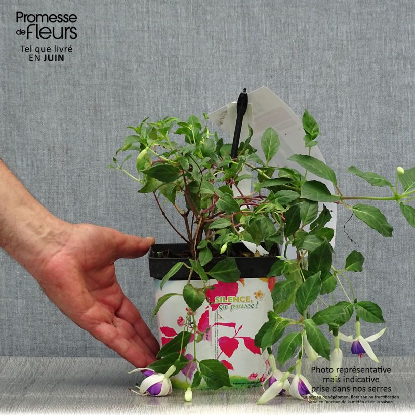 Exemplar von Fuchsia Blue Sarah Topf mit 2L/3L wie im Sommer geliefert