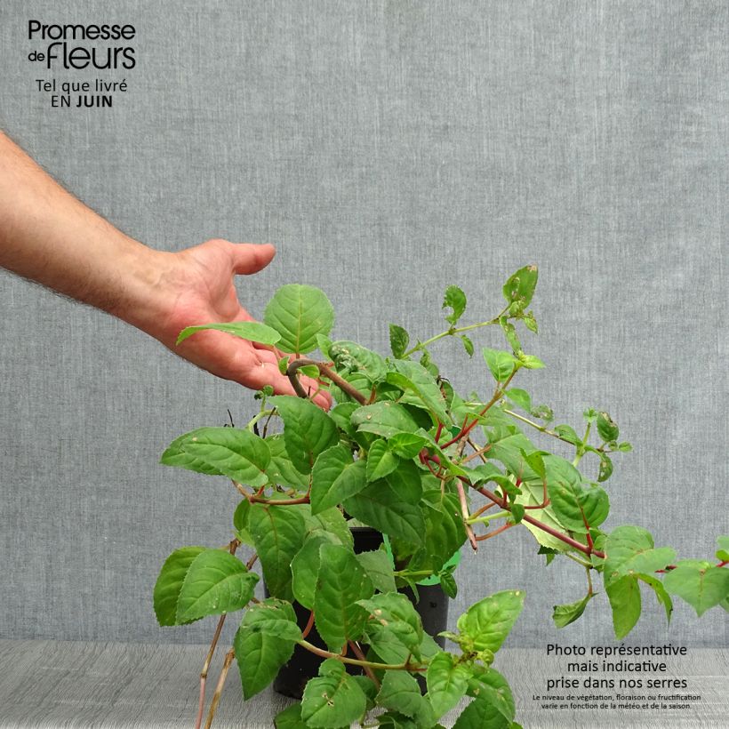 Exemplar von Fuchsia Constance Topf mit 2L/3L wie im Sommer geliefert